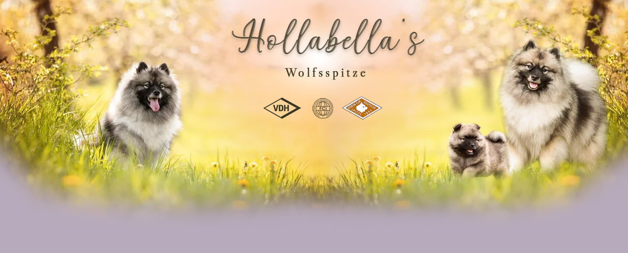 Hollabella's Wolfspitze – VDH | FCI
